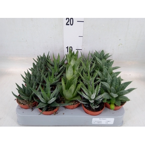 Aloe   ...mix