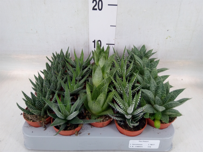 <h4>Aloe   ...mix</h4>