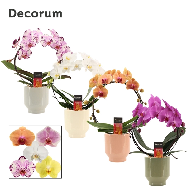 <h4>Phalaenopsis boog mix in Pato (Deco-collection)</h4>