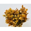 Quercus Preserved Yellow (oak,eik)