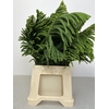ARAUCARIA PB