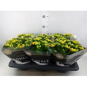 Kalanchoe blos. 'RosDon Amaril'