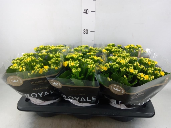 <h4>Kalanchoe blos. 'RosDon Amaril'</h4>