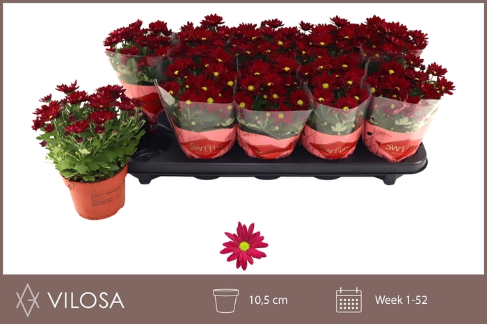 <h4>CHRYS SWIFTY RED</h4>