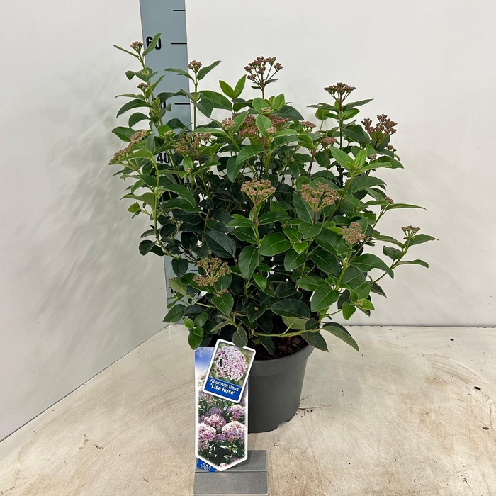 <h4>Viburnum tinus 'Lisarose' pbr C5</h4>
