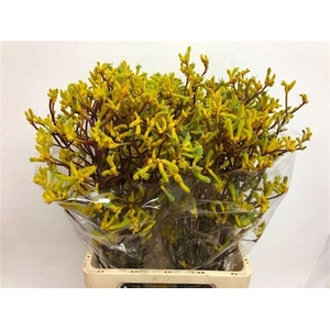 Anigozanthos Yellow Gem