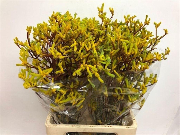 <h4>Anigozanthos Yellow Gem</h4>