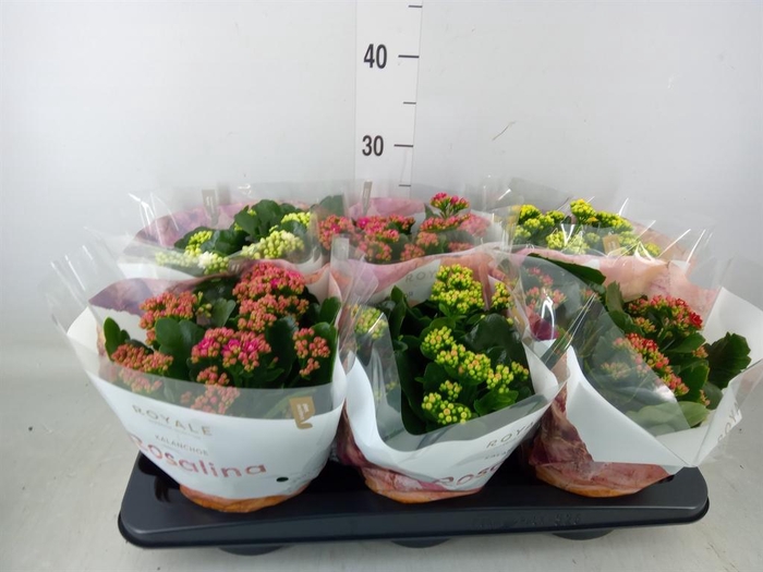 <h4>Kalanchoe blos. 'RoyalDon'   ..mix</h4>
