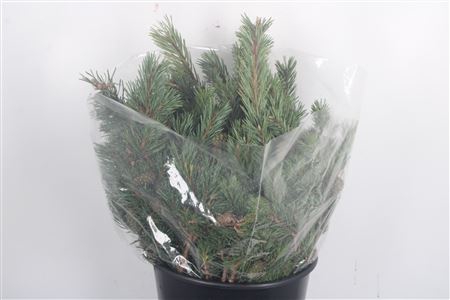 <h4>Pinus Mugo Per Bunch</h4>