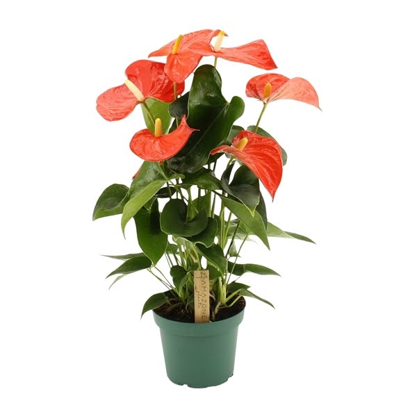 <h4>Anthurium Florida 14cm</h4>