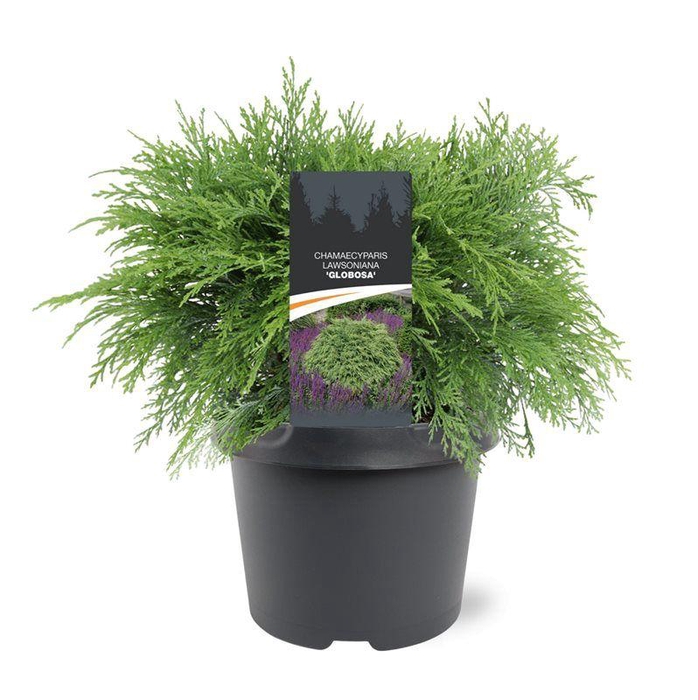 <h4>Chamaecyparis law. 'Globosa'</h4>