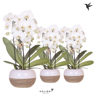 Kolibri Orchids Phalaenopsis Cascade Niagara Fall white 3 spike in Coconut pot