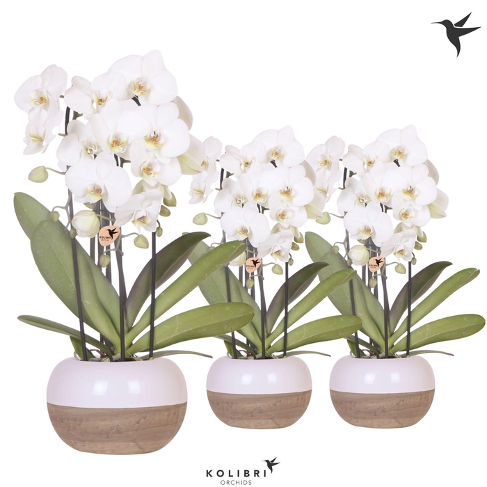 <h4>Kolibri Orchids Phalaenopsis Cascade Niagara Fall white 3 spike in Coconut pot</h4>