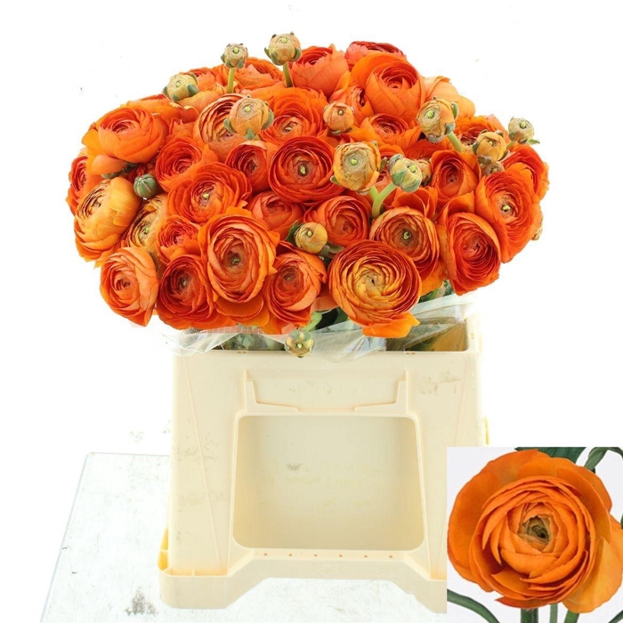 <h4>RAN SUCCESS VALENCIA</h4>