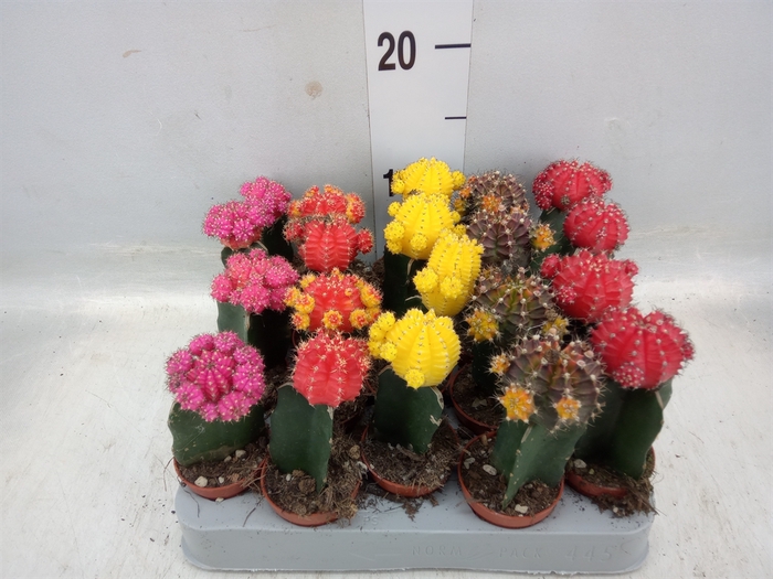 <h4>Gymnocalycium mihanov. 'Japan'  mix</h4>