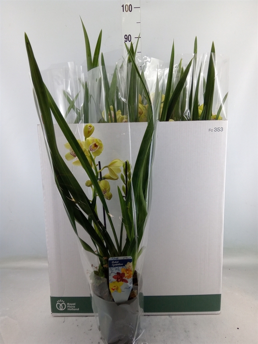 <h4>Cymbidium   ...</h4>