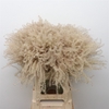 Dried Stipa Feather Natural