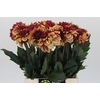 Dahlia Creme de Cognac
