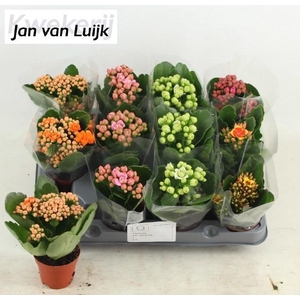 KALAN CALAN LUIJK MIX P6