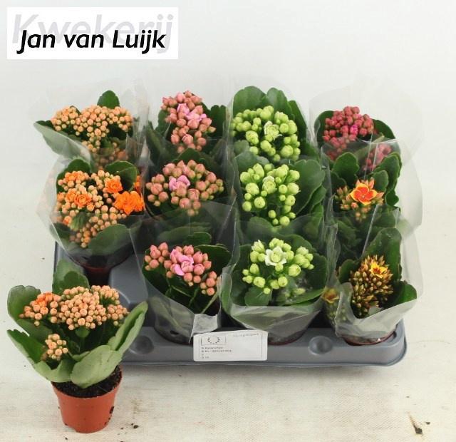 <h4>KALAN CALAN LUIJK MIX P6</h4>