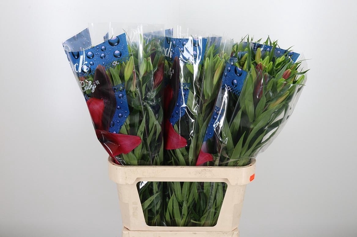 <h4>Li La Hardrock</h4>