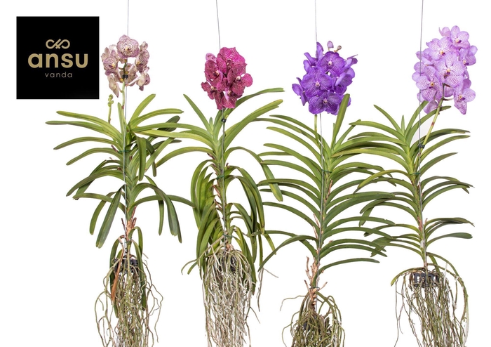 <h4>Vanda A2 XXL Colour Mix</h4>