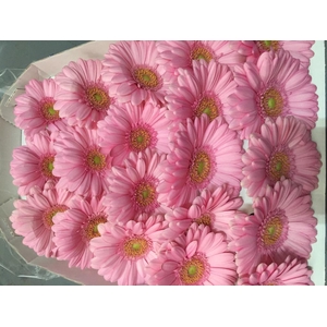 Gerbera Mini Pink