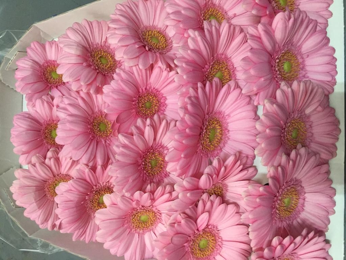 <h4>Germini Pink</h4>