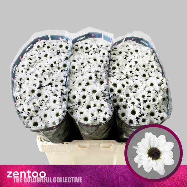<h4>Chr San Yin Yang Zentoo</h4>