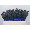 Eryngium Blue Dynamite