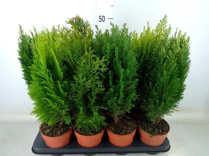 <h4>Conifers   ...mix</h4>