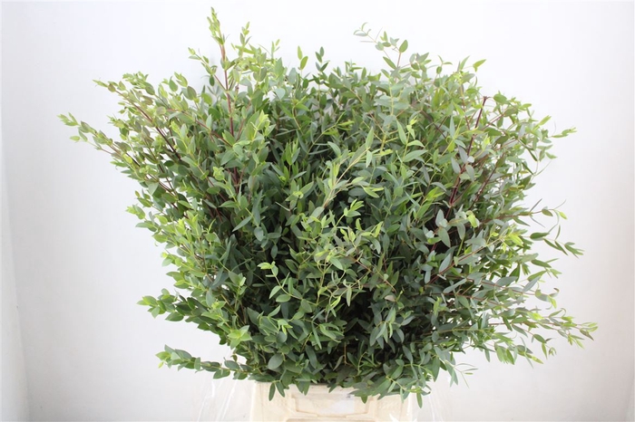 <h4>Euca Parvifolia 300gr P Bunch</h4>