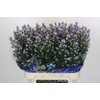Aster Cassandra