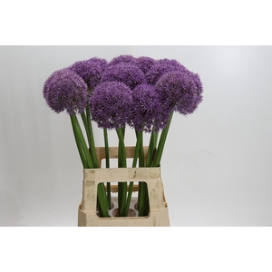 Allium Pinball Wizard