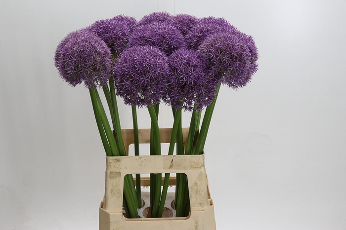 <h4>Allium Pinball Wizard</h4>