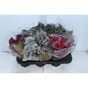 BEGONIA BELEAF P15 PO
