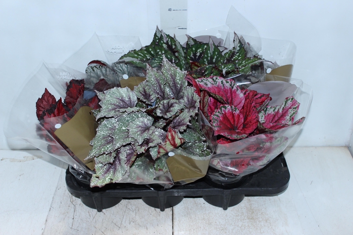 <h4>BEGONIA BELEAF P15 PO</h4>