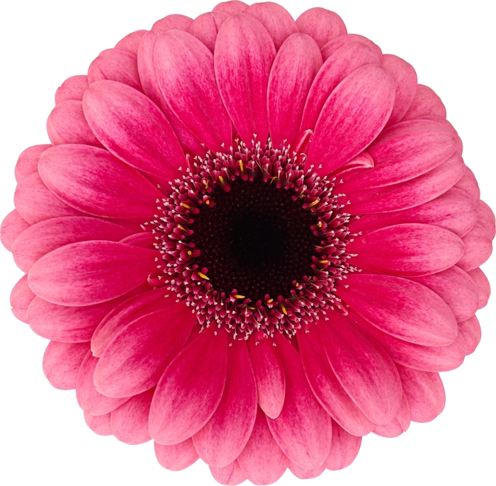 <h4>GE MI AMELIE</h4>