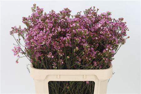 <h4>Chamelauc Adi Pink</h4>