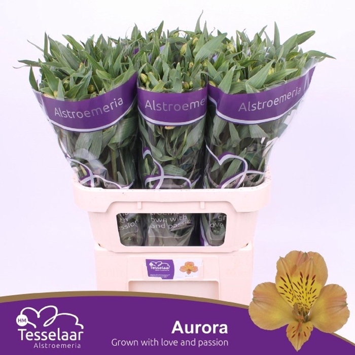 <h4>Alstr Aurora</h4>