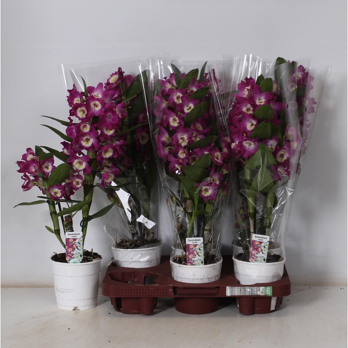 <h4>DEND NOBILE</h4>