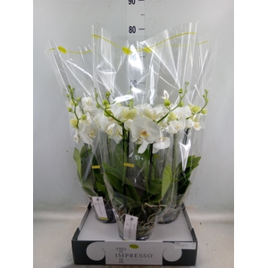 Phalaenopsis   ...white