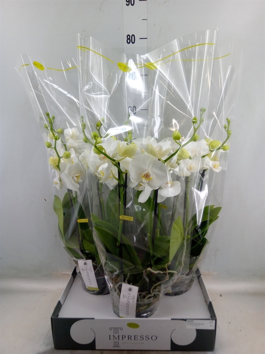 <h4>Phalaenopsis   ...white</h4>
