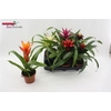 Guzmania Gemengd Small