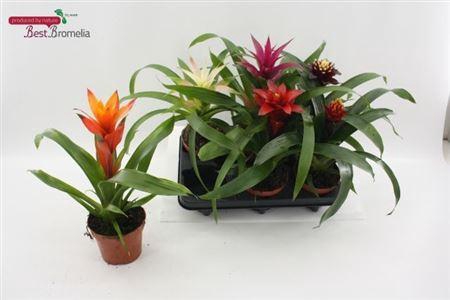 Guzmania Gemengd Small