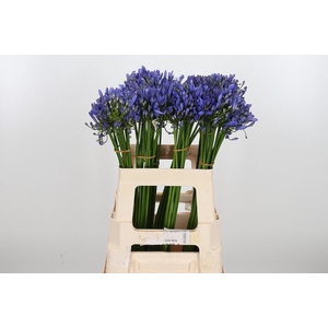 Agapanthus Intermedia