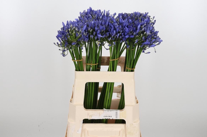 <h4>Agapanthus Intermedia</h4>