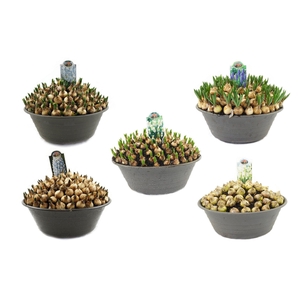 Muscari 35cm schaal, mix per laag