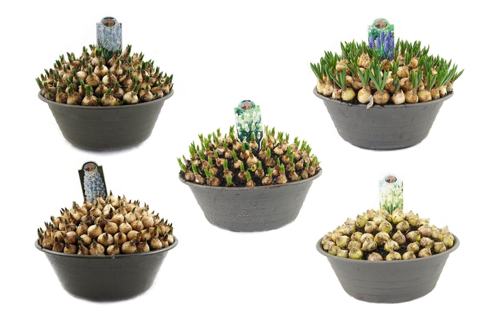 <h4>Muscari 35cm schaal, mix per laag</h4>