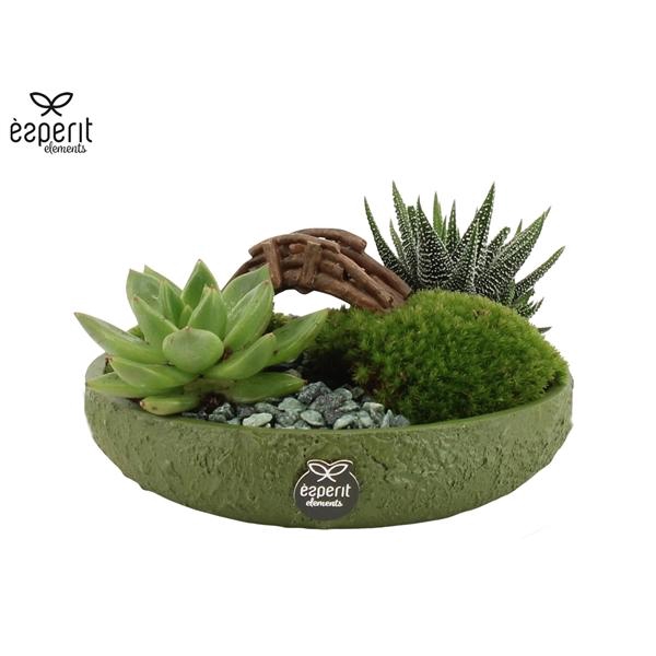 <h4>Arrangementen kamerplanten H%</h4>